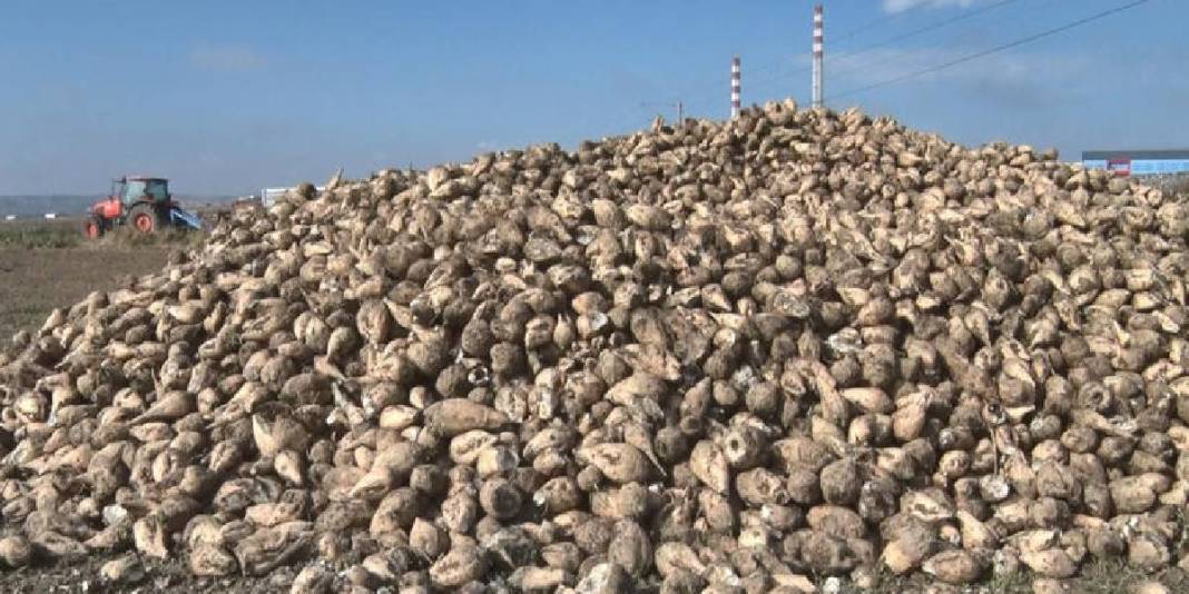 Gün doğmadan tarlaya giriyor, son ürünleri topluyorlar! Ankara’da hasat sürüyor: Alım ve fiyat garantisi umut oluyor 4